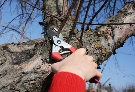 Gardener pruning fruit tree branch in the garden. Gardener hand cutting fruit tree with bypass secateurs.の写真素材