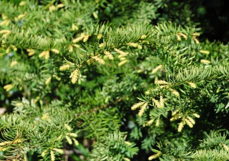 Taxus baccata in spring. Yew tree.の写真素材