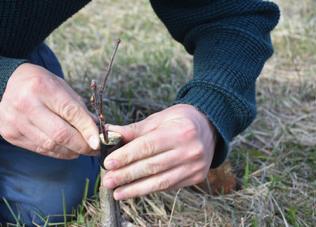 Grafting fruit tree. Close up on gardener man hand grafting apple tree.  Grafting fruit trees step...