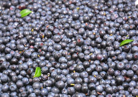 Juicy Ripe mature berries of bilberry with leaves. Berry bilberry backgroundの写真素材