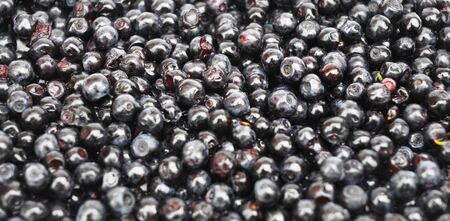 Close up on Blueberry with  background. Vaccinium myrtillus commonly called bilberry, huckleberry or...