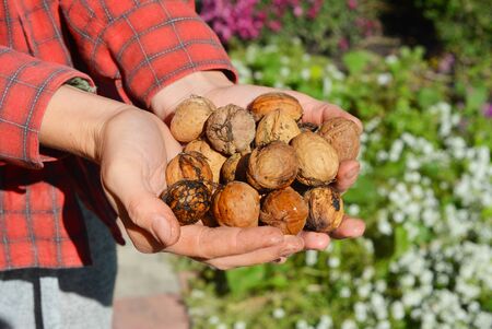 Woman harvesting walnuts, holding walnuts and husks in her hands