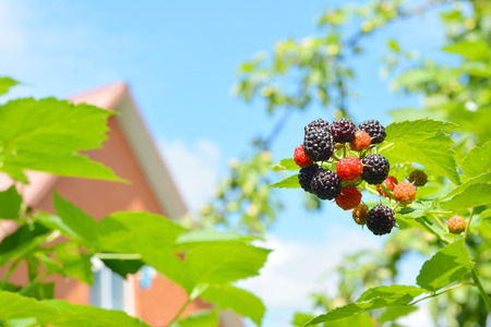 Bunch of fresh blackberries with house background
