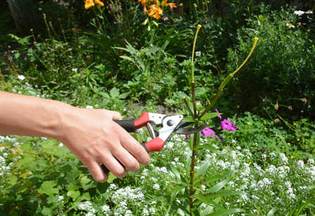 Deadheading lilies in the garden.