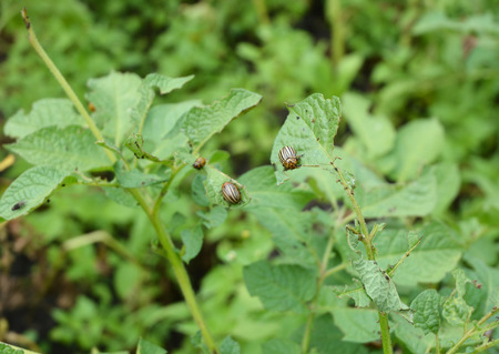 The Colorado potato beetle (Leptinotarsa decemlineata). Colorado potato beetle larvae.