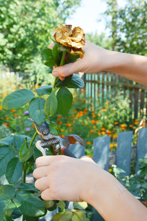 Deadheading roses. Deadheading is one of the easiest forms of pruning.