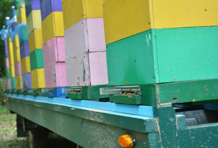 Portable honey bees beehives on car trailer