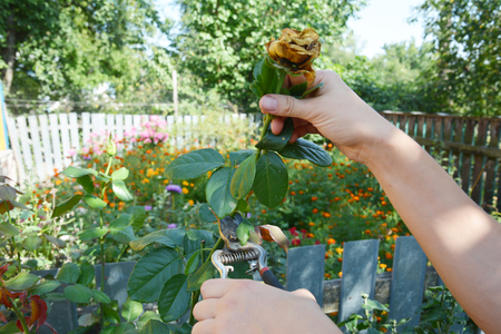 Deadheading roses. Deadheading is one of the easiest forms of pruning.