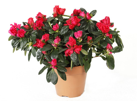 Azaleas in pot isolated on white background. Azaleas are flowering shrubs in the genus Rhododendron, particularly the former sections Tsutsuji  and Pentanthera.の写真素材