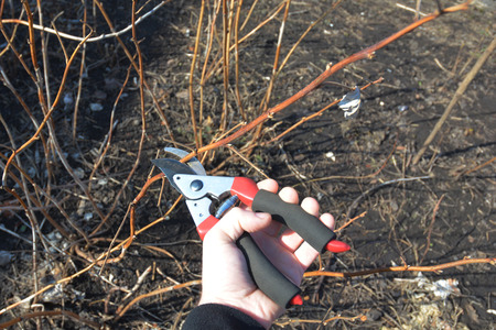 Gardener hands cutting red raspberry plant bush with bypass secateurs. Pruning red raspberry plant...