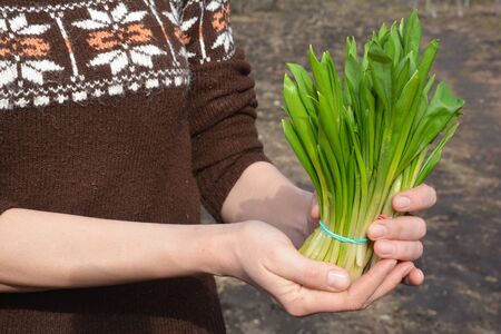 Allium ursinum â€“ known as ramsons, buckrams, wild garlic, broad-leaved garlic, wood garlic,...