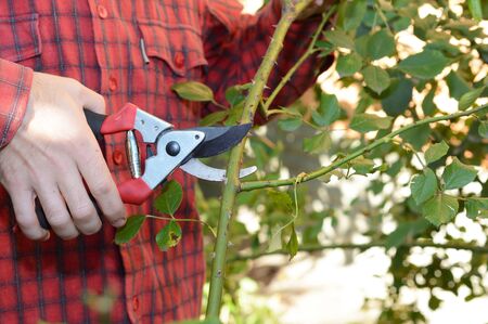 Gardener Pruning Roses with Pruning Scissors