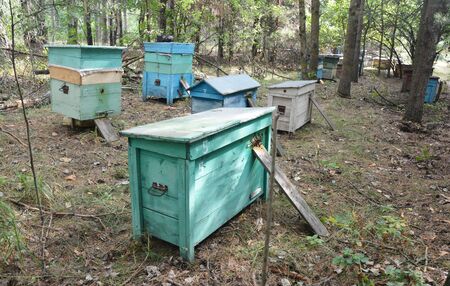 Colorful old beehives colony in the forest. Bees farm.
