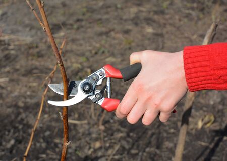Gardener cutting red raspberry bush in spring.の写真素材