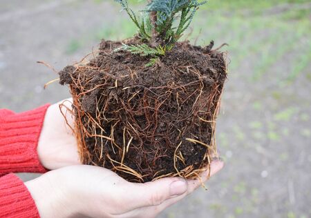 Gardener hold in hands thuja plant roots from flower pot for spring transplanting in the garden