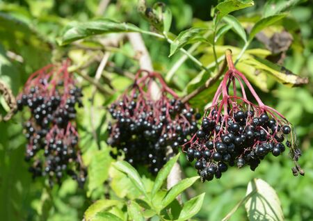 A branch of Sambucus, elderberry with ripe, raw black elder berries  are widely used in medicine and cooking.の写真素材