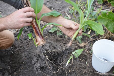 The Dwarf Cavendish Banana propagation: a gardener is detaching banana pups, young plants from the...