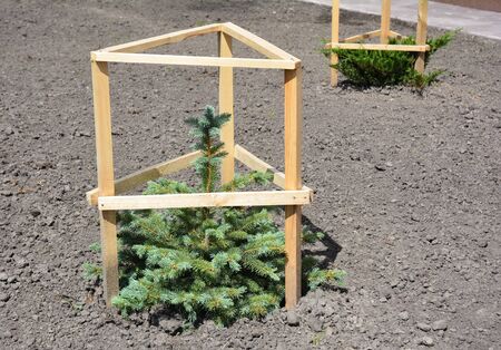 Newly planted blue spruce protected by wooden tree guard to grow safely in city park. 