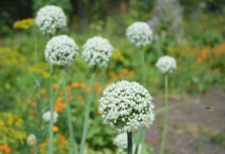 Onion bolting with white bee flowers, onion blooming heads on the vegetable garden in summer.の写真素材