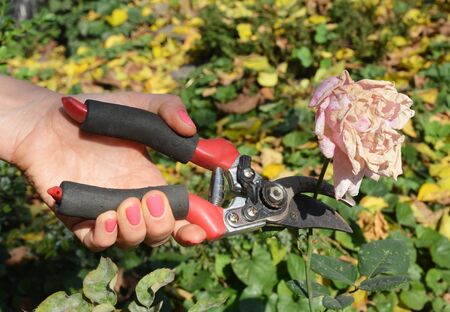A woman is deadheading roses, removing faded rose flowers using bypass pruning shears to encourage new rose growth and blooms in the garden.の写真素材