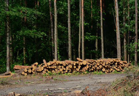 Forest harvest, deforestation as a cause of climate change, logging area in the forest with a large...
