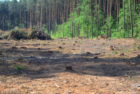 Clearcut logging area in the forest with pine trees cut down as a form of deforestation contributing...