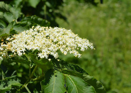 A close-up on sambucus, black elderberry blooming with a large cluster of small white and cream-colored flowers used in herbal medicine for cough treatment.の写真素材