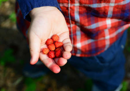 A little boy is holding wild wood raspberries gathered in the forest in his hand.の写真素材