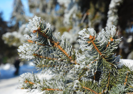A close-up of a blue spruce branch with needles covered with white snow and hoar frost. Winter...