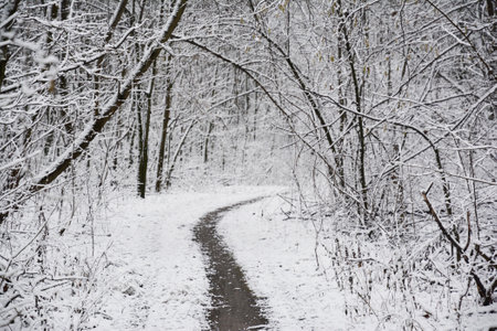A footpath, track, walkway winding through a white winter forest, woodland with trees covered with the first snow. A winter snowy white forest landscape.の写真素材