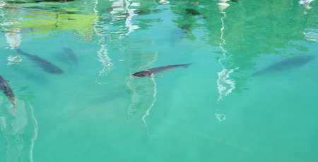 Aquaculture production, fish farming industry: growing, breeding and rearing of grass carp fish in...