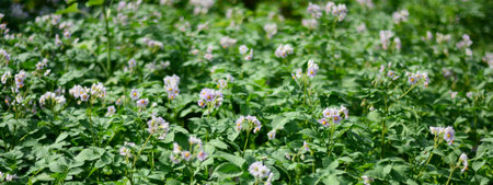 Growing potatoes: blooming potato plants before harvesting. Potato flowering background.