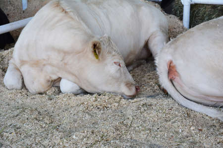 A close-up of a cream white hornless bull, cow, beef cattle of Charolais breed sleeping on the farm.