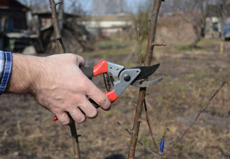 A gardener is cutting apple tree branches of a young fruit tree using sharp pruning shears in the...