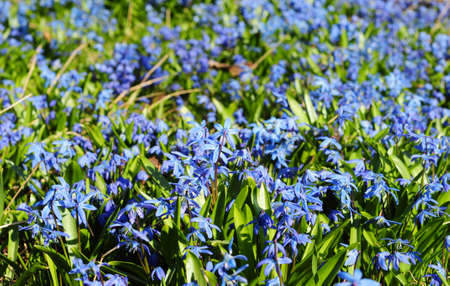 First spring bulb flowers beauty. Beautiful bluebells, sky blue scilla siberica, siberian squill...