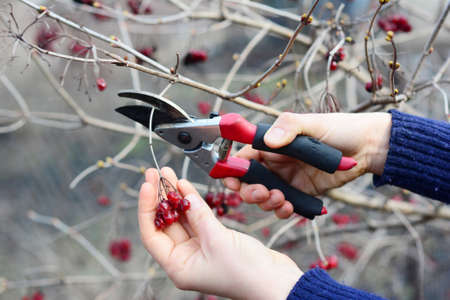 Harvesting Viburnum trilobum, Viburnum edule, highbush cranberry sweet red berries in spring after...