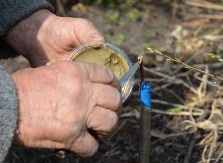 Propagating fruit trees: A gardener is grafting a fruit tree, wrapping the rootstock with a tape and...