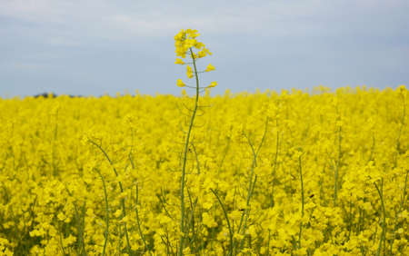 A beautiful yellow rapeseed flowering field with a close up of a rapeseed blossoms. Rapeseed growing...