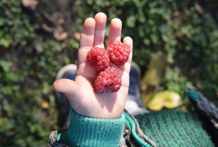 Raspberry for kids. Healthy eating raspberry kid recipes. A child is picking raspberries in the orchard.の写真素材