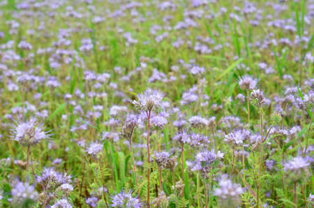 Growing lacy Phacelia, purple tansy or Phacelia tanacetifolia, used as a a cover crop, green manure and honey bee flowering plant. Beautiful blooming purple phacelia flowers background.の写真素材