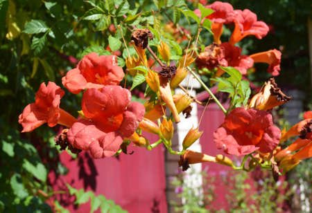 A close-up of a blooming Campsis radicans, the trumpet vine, trumpet creeper with beautiful orange...