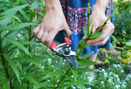 A woman is deadheading lilies, cutting off spent blooms after lilies finished flowering with pruning...