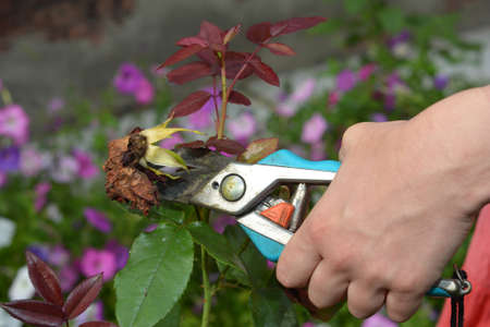 Rose care and rose deadheading in summer. A woman is deadheading, cutting off faded rose flowers for...