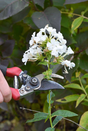 Deadheading white perennial phlox paniculata, garden phlox, panicled tall phlox flower to encourage...