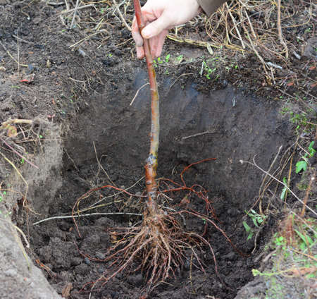 How to plant a grafted apple tree. Placing the fruit tree with spread roots in the center of a...