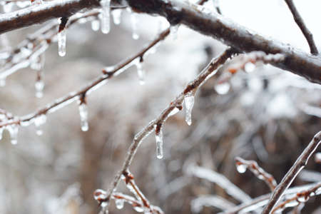 A close-up of a tree branch covered with ice and icicles after freezing storm. Winter background....