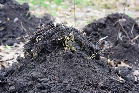 Winterizing roses in autumn by creating a mound of soil, compost over the base of a pruned rose...