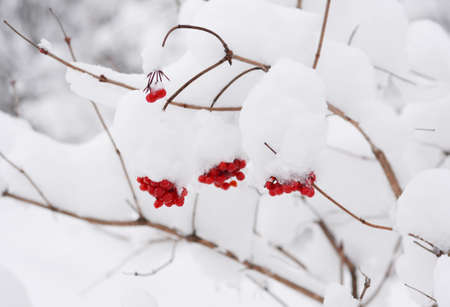 Red guelder rose, viburnum opulus berries covered with snow in winter. Red berries of guelder rose...
