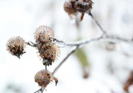 A close-up of burdock burrs covered with ice what prevents wild birds eating burdock seeds in winter.の写真素材