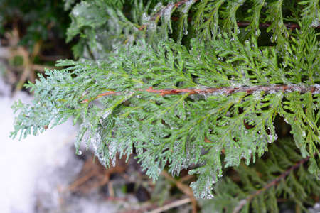 A close-up of thuja leaves, arborvitae foliage covered with ice after freezing rain, ice storm...